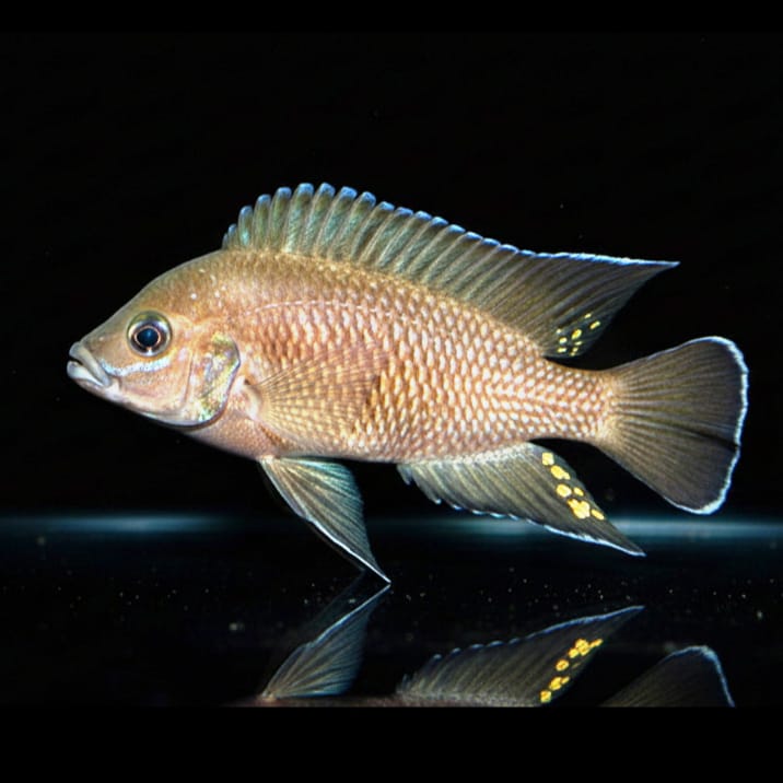 Variabilichromis moorii – Der unterschätzte Wächter des Tanganjikasees