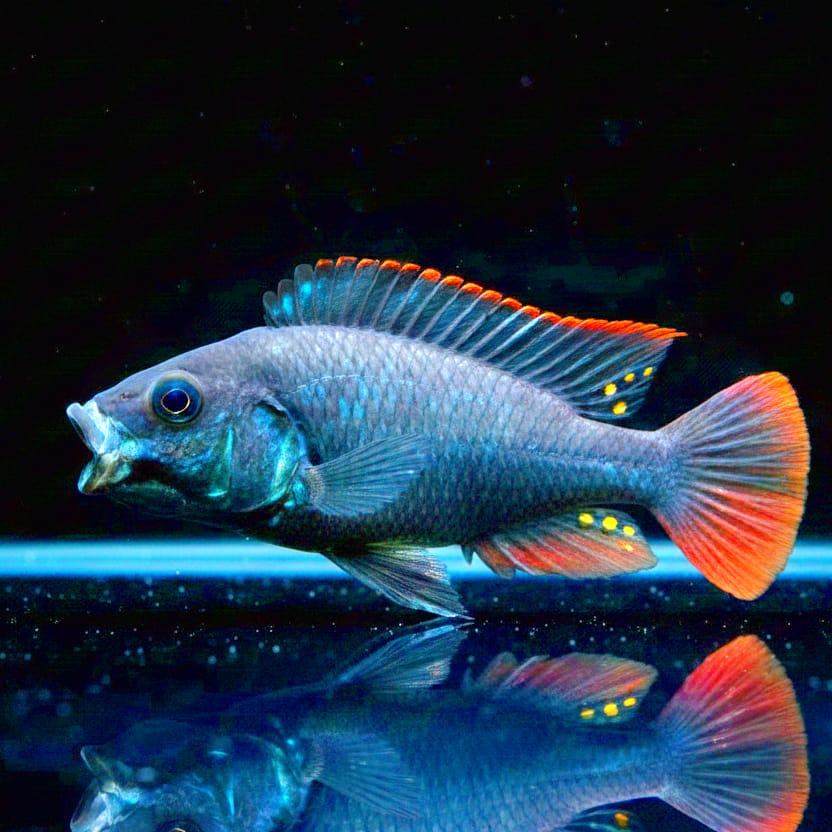 Astatotilapia nubila (Haplochromis nubilus) – Afrikas temperamentvoller Juwel