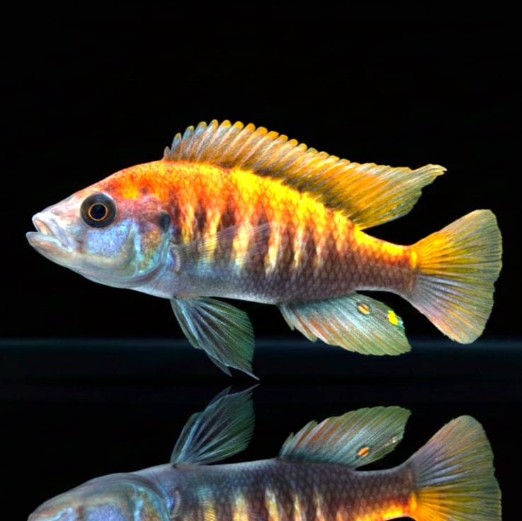 Haplochromis nyererei "Red Head" – Der farbintensive Edelstein des Victoriasees