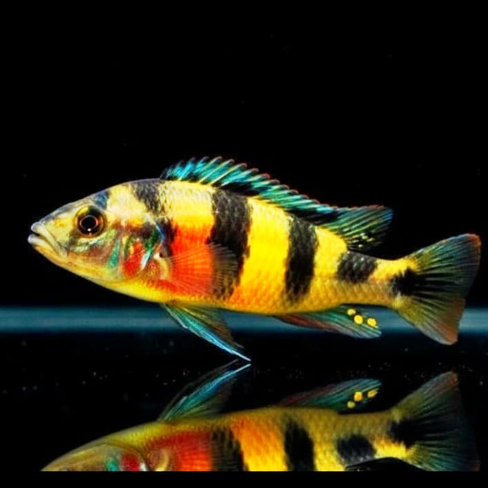 Haplochromis spec. "Zebra Obliquidens" – Farbspiel aus dem Lake Nawampasa