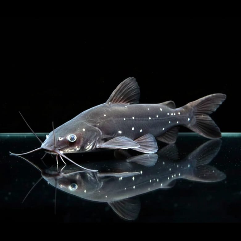 Rückenschwimmender Burma-Asienwels – Heterobagrus leucophasis