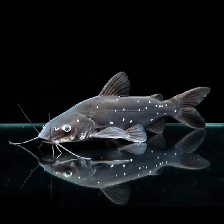 Rückenschwimmender Burma-Asienwels – Heterobagrus leucophasis AquaTimo