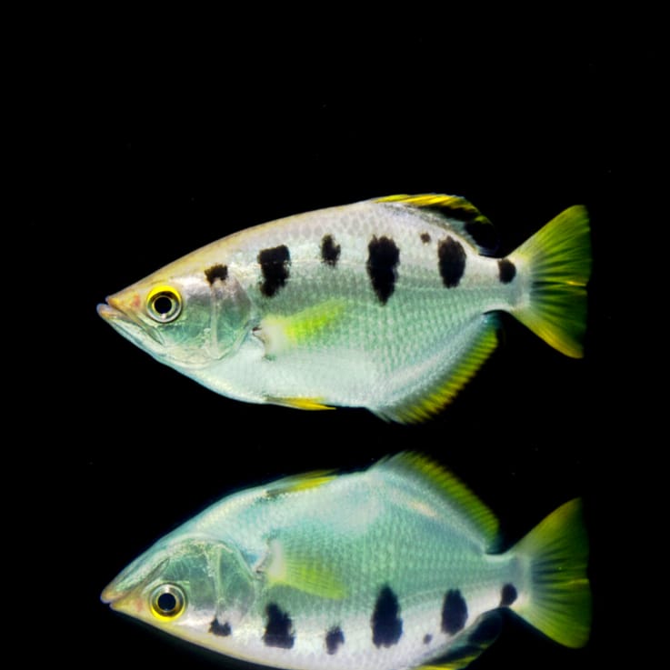 Gefleckter Schützenfisch – Toxotes chatareus