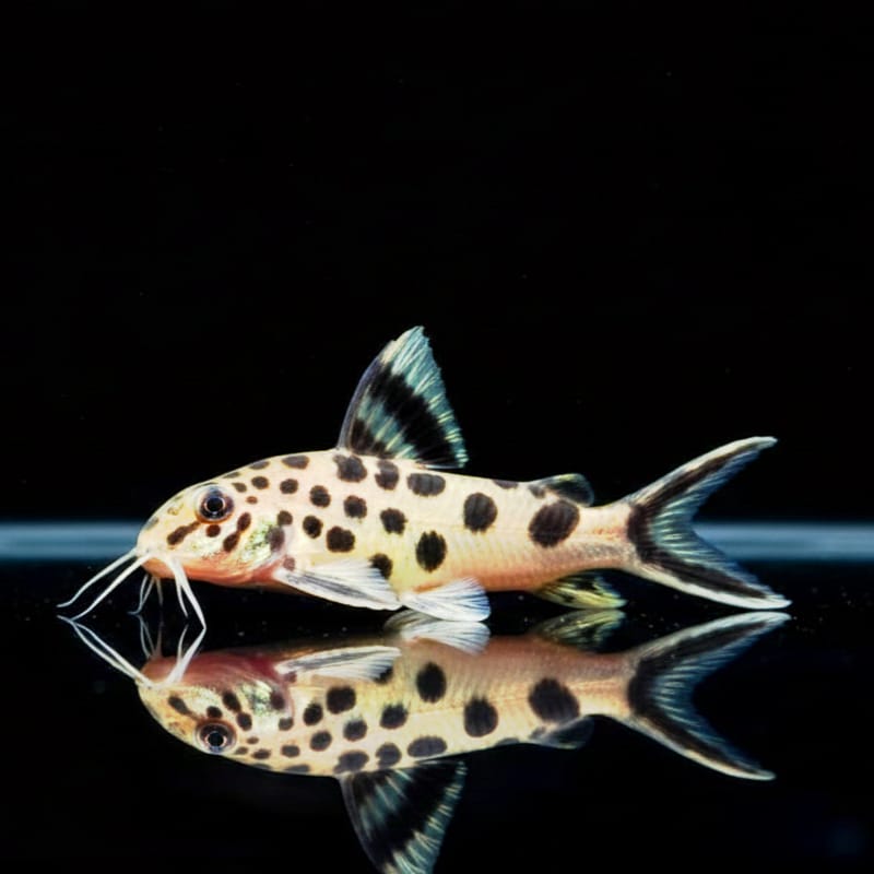 Tanganjika-Kuckuckswels – Synodontis multipunctatus