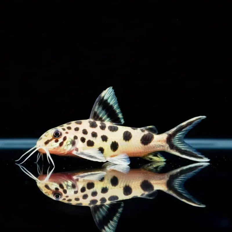Tanganjika-Kuckuckswels – Synodontis multipunctatus AquaTimo