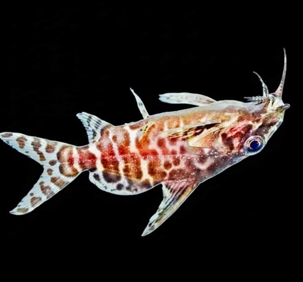 Rückenschwimmender Kongowels – Synodontis nigriventris (CONGO)