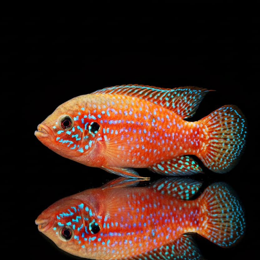 Roter Hemichromis – Hemichromis guttatus (Rubricatochromis guttatus)
