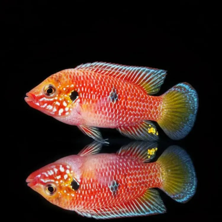 ANKASA-Hemichromis – Hemichromis spec. "ANKASA" (GHANA) AquaTimo