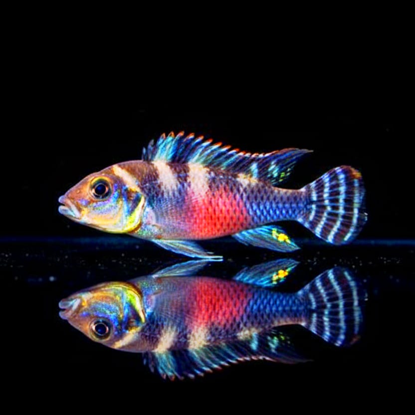 Transvestiten-Buntbarsch – Nanochromis transvestitus (Kongo)