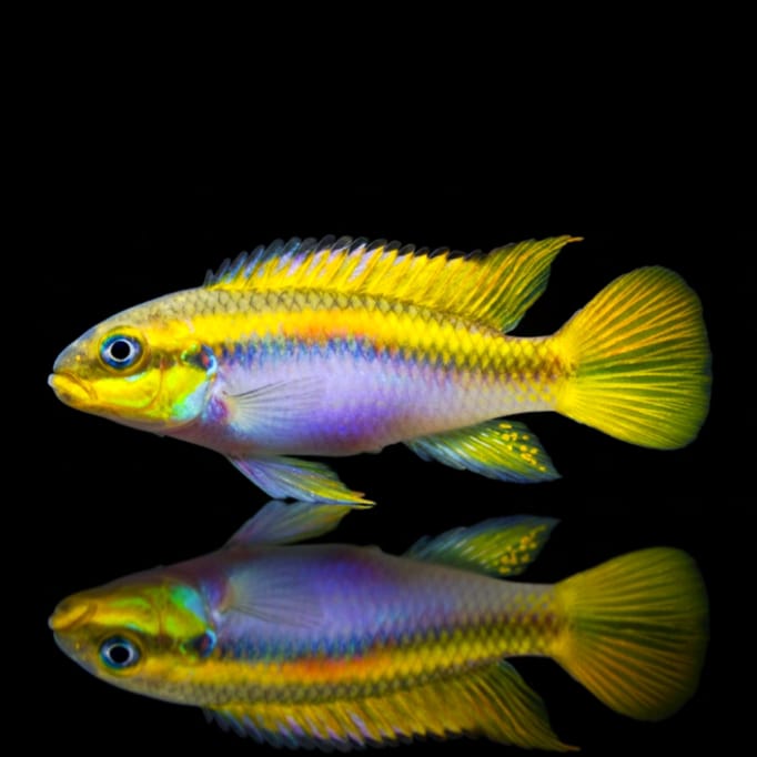 Smaragdbuntbarsch "Lobe" – Pelvicachromis taeniatus LOBE