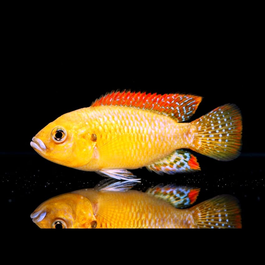 Vielfarbiger Maulbrüter – Pseudocrenilabrus multicolor (Lake Victoria)