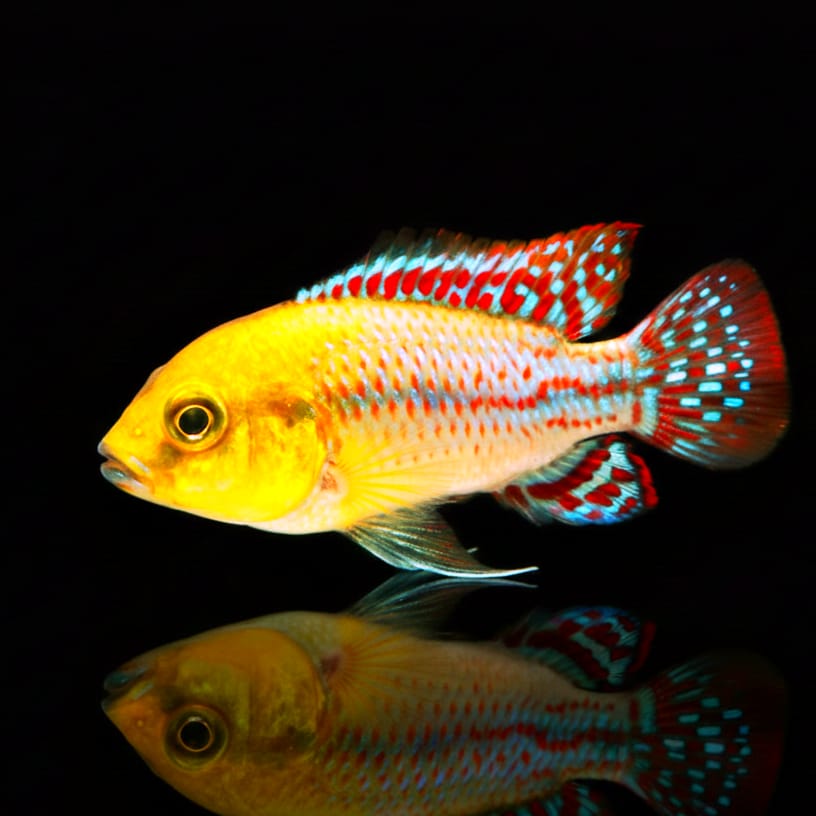 Nichols Maulbrüter – Pseudocrenilabrus nicholsi