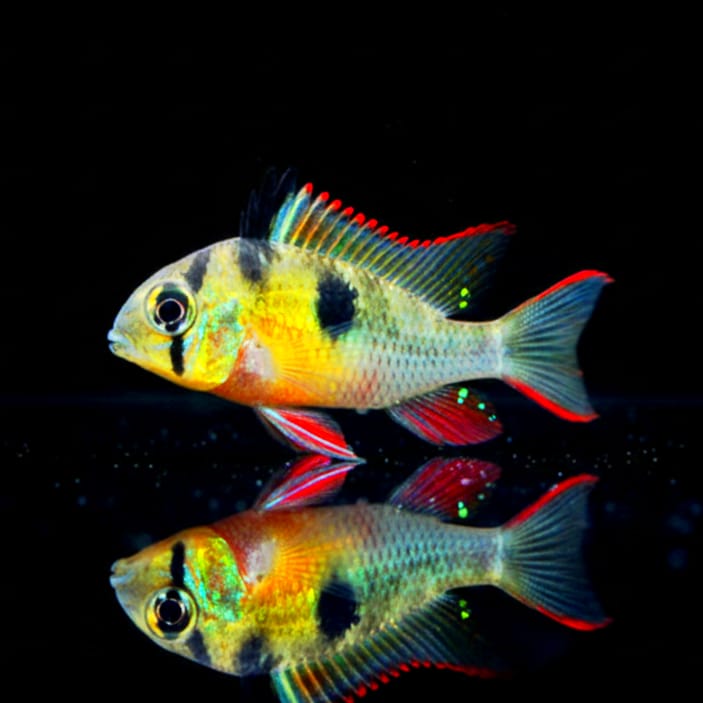 Bolivianischer Schmetterlingsbuntbarsch – Mikrogeophagus altispinosus