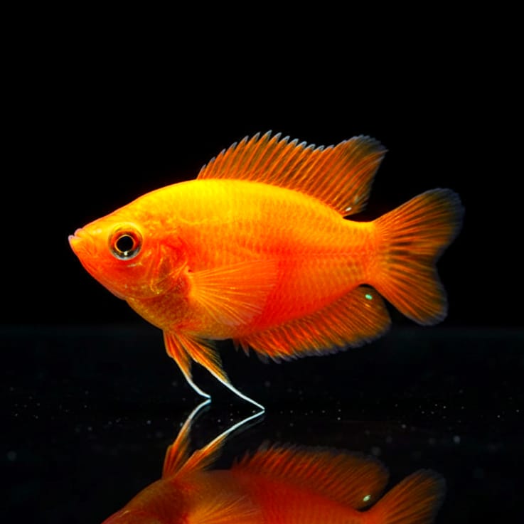 Honiggurami „Feuerrot“ (Colisa chuna red fire bzw. Trichogaster chuna red fire)