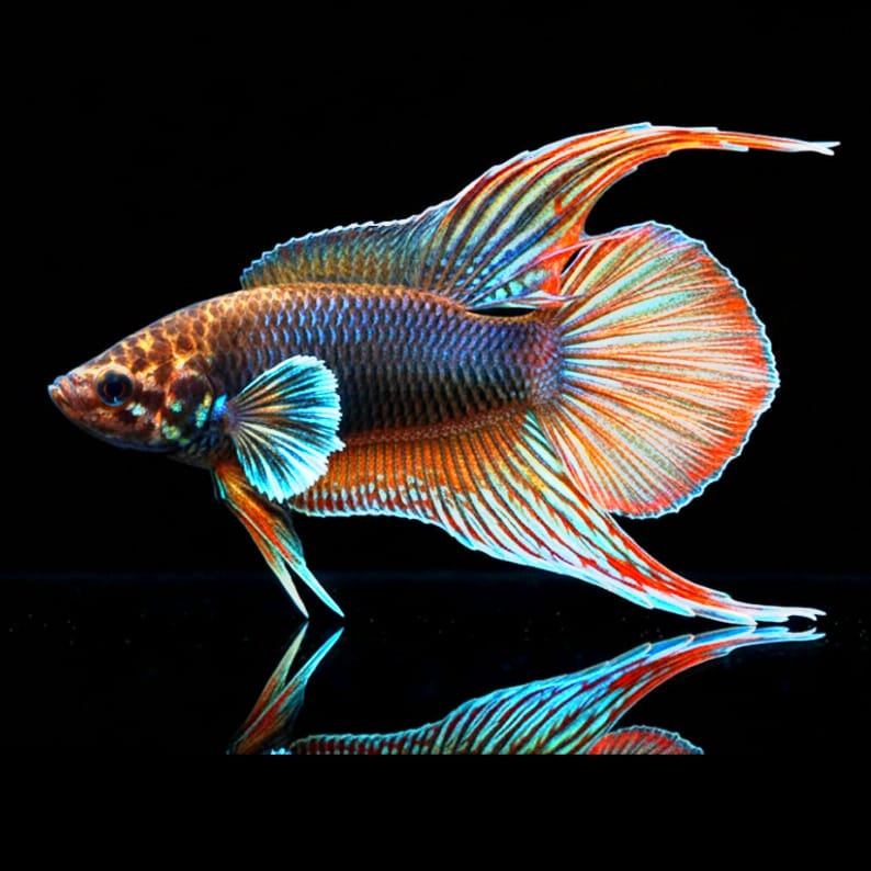 Chinesische Rundschwanzmakropode (Macropodus ocellatus)