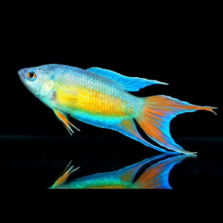Paradiesfisch „Neon Blau“ (Macropodus opercularis BLUE) AquaTimo