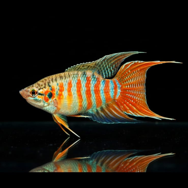 Macropodus opercularis (Paradiesfisch) Gurami