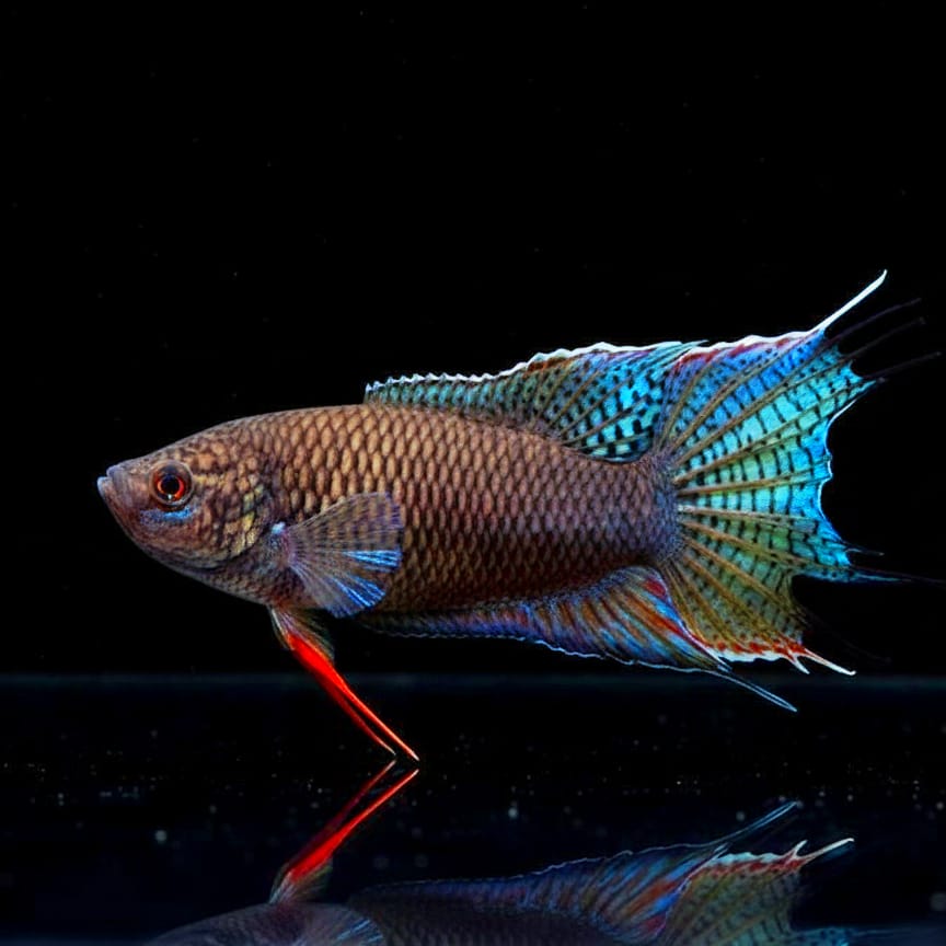 Macropodus opercularis (Paradiesfisch) Gurami