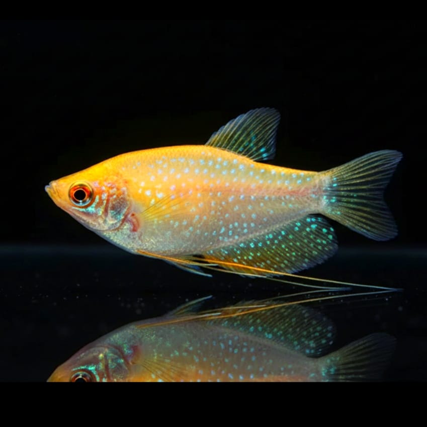 Goldener Fadenfisch (Trichogaster trichopterus "Gold")