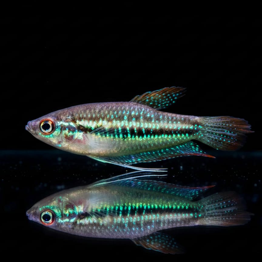 Schallers Knurrender Gurami (Trichopsis schalleri)