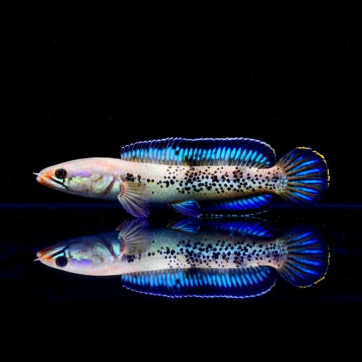 Channa stewartii „COOCH BEHAR“ – Der Falsche Barca-Schlangenkopffisch