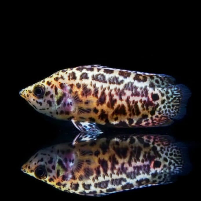 Leopard-Buschfisch (Ctenopoma acutirostre)