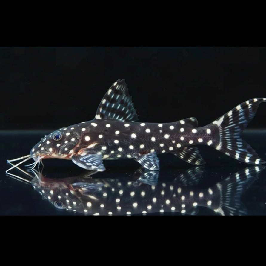 Perlhuhnwels (Synodontis angelicus) 🐟✨