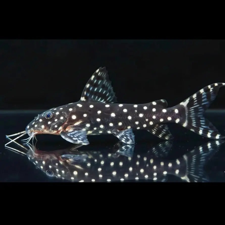 Perlhuhnwels (Synodontis angelicus) 🐟✨ AquaTimo