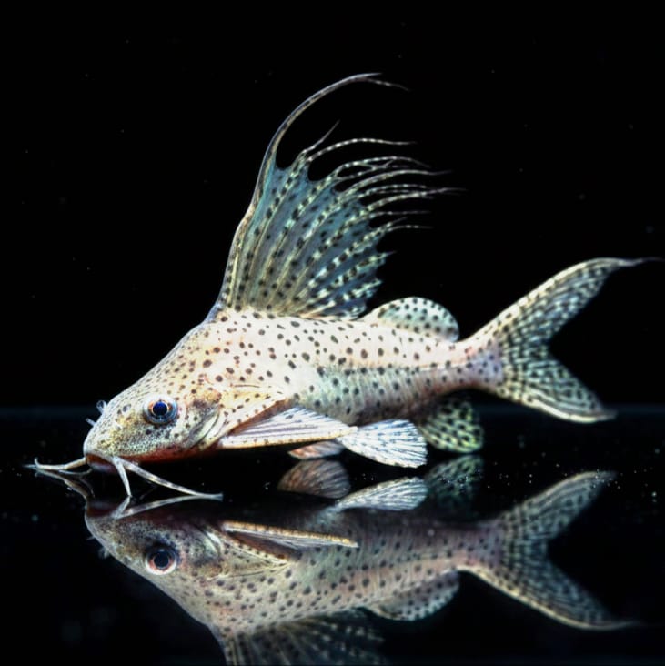 Schmuckflossen-Fiederbartwels (Synodontis eupterus) 🐠🌿