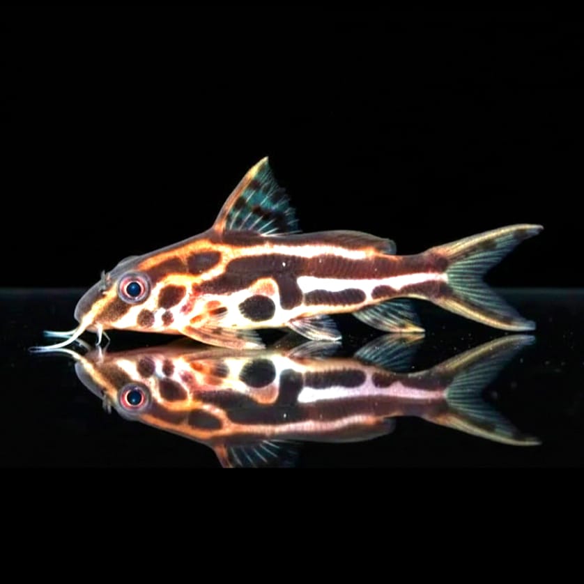 Gelbstreifen-Fiederbartwels (Synodontis flavitaeniatus) 🌿🐟