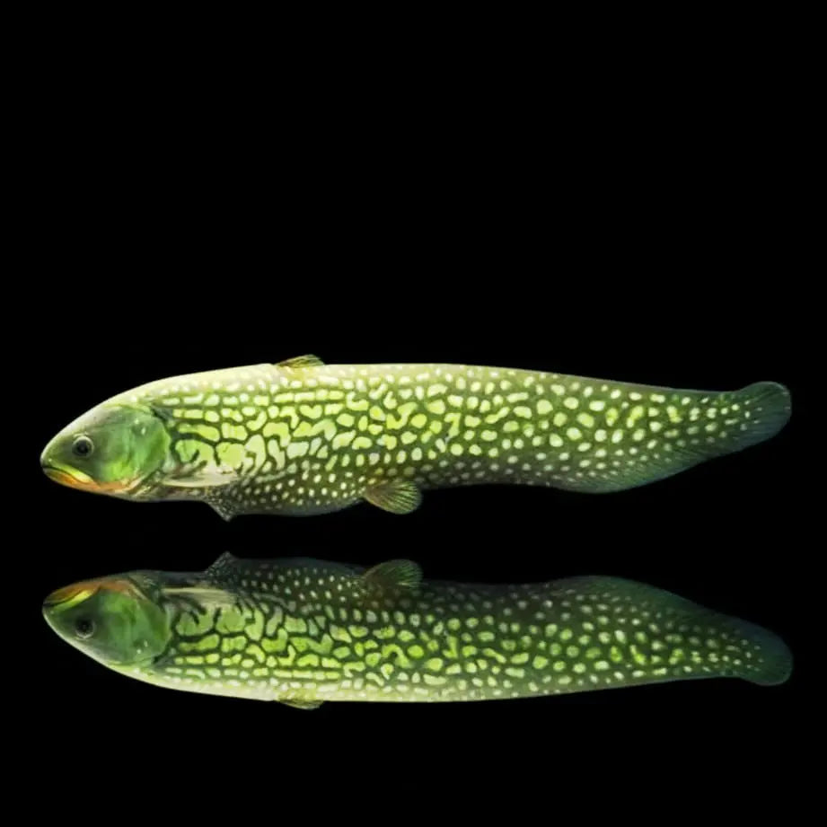 Fähnchen-Messerfisch (Papyrocranus afer) 🐟✨ AquaTimo
