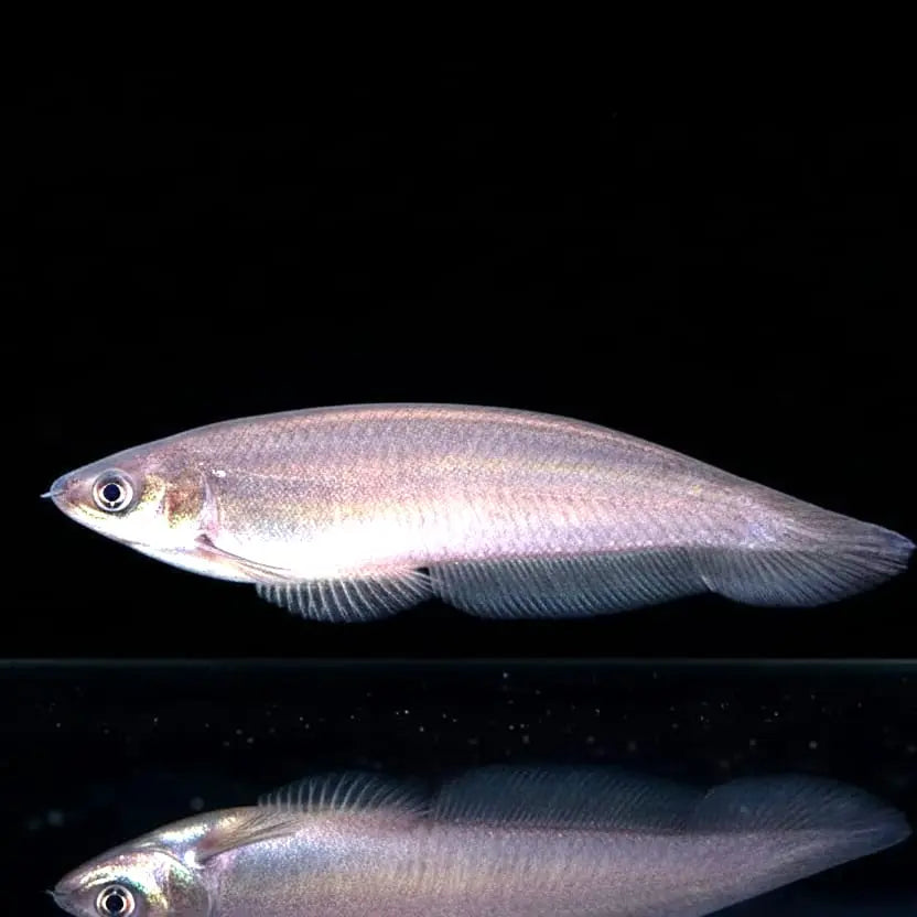 Fähnchen-Messerfisch (Xenomystus nigri) AquaTimo