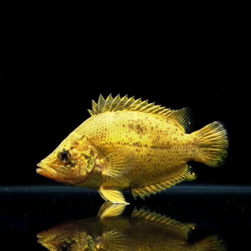 Afrikanischer Nanderbarsch (Polycentropsis abbreviata)