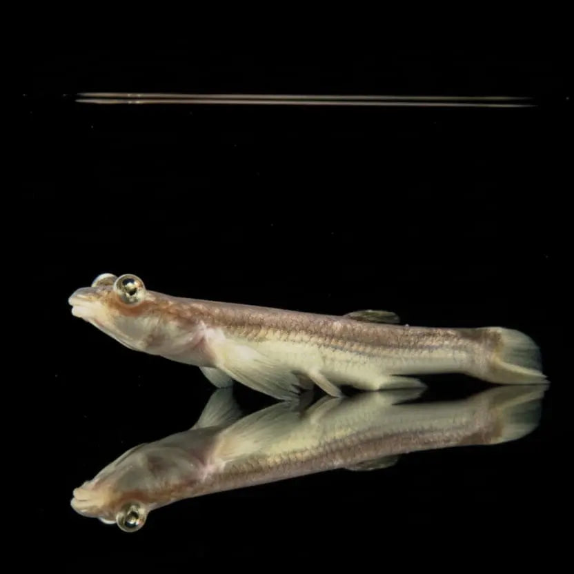 Vieraugenfisch (Anableps anableps) AquaTimo