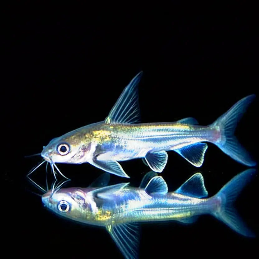 Minihai (Arius seemanni / Sciades seemanni) AquaTimo
