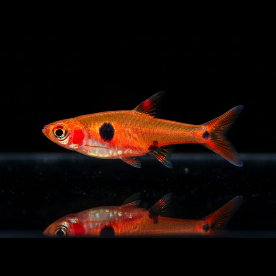 Zwergbärbling Boraras maculata