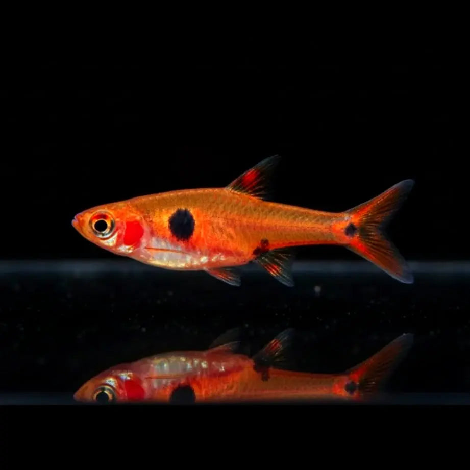 Zwergbärbling Boraras maculata AquaTimo