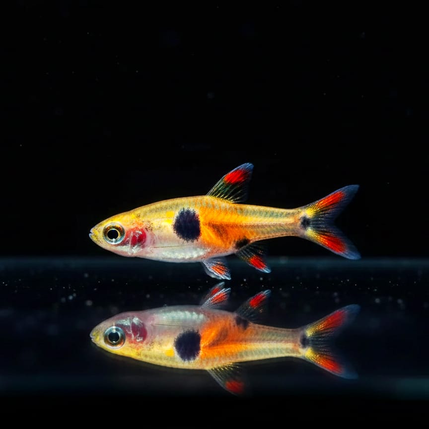 Zwergbärbling Boraras micros – Der kleinste Star im Nano-Aquarium