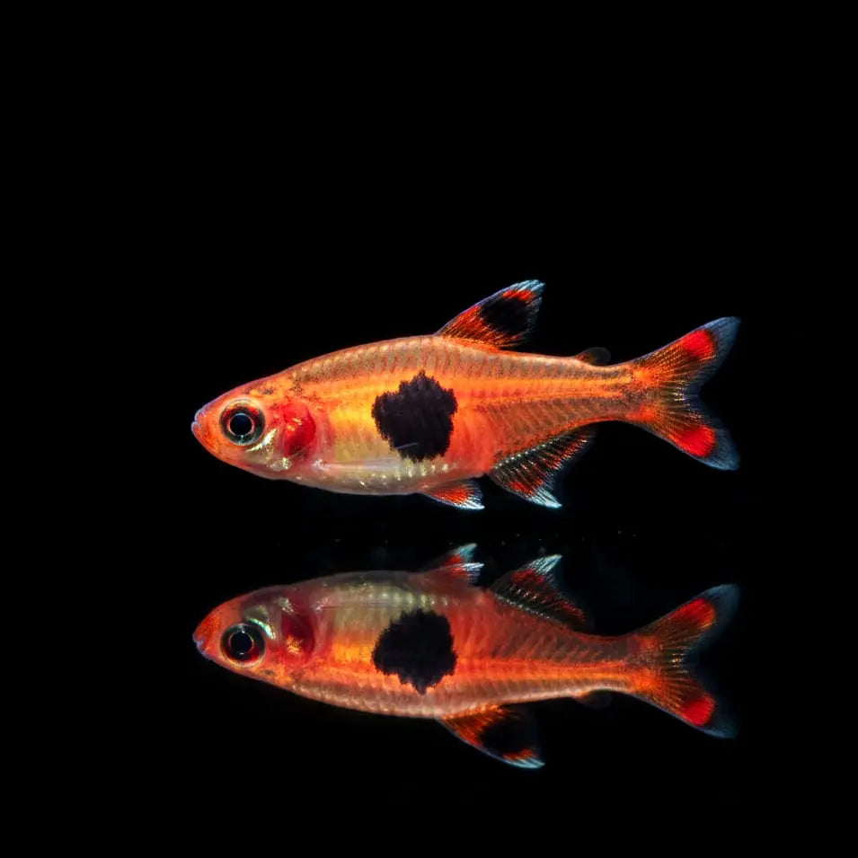 Blutfleckenzwergbärbling Boraras naevus – Winziger Farbtupfer fürs Nano-Aquarium AquaTimo