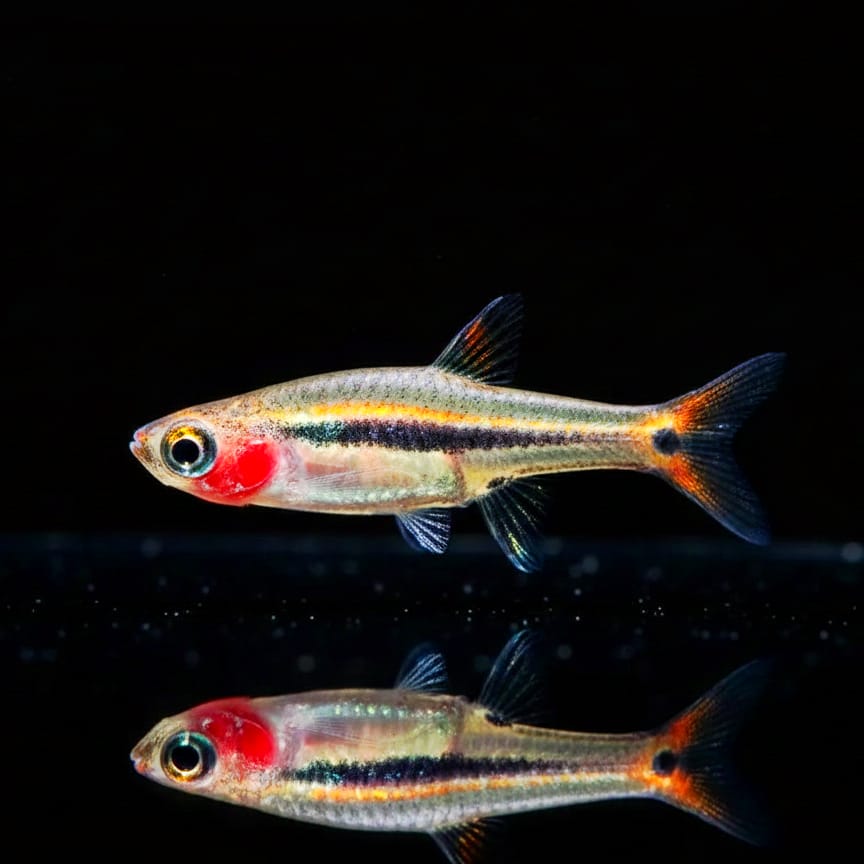 Schwanzfleck-Zwergbärbling Boraras urophthalmoides – Winziger Schwarmfisch mit Charme