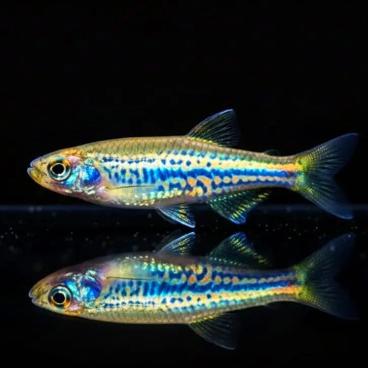 Leopardbärbling Brachydanio frankei (Danio frankei) AquaTimo