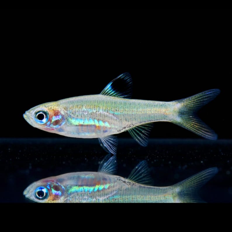 Kleiner Leuchtaugenbärbling – Rasbora dorsiocellata (Brevibora dorsiocellata)