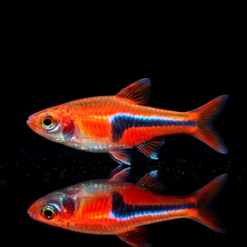 Kupferkeilfleckbarbe – Rasbora espei (Trigonostigma espei) Red