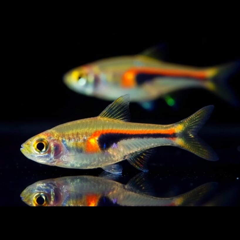 Leuchtstreifen-Keilfleckbärbling (Rasbora hengeli) Trigonostigma hengeli