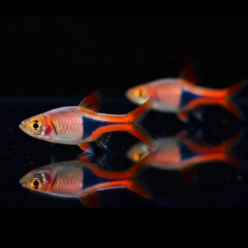 Keilfleckbarbe (Rasbora heteromorpha) AquaTimo