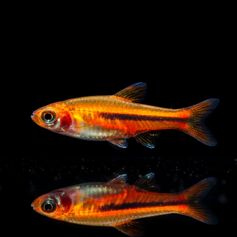 Siamesische Zwergbärbling (Rasbora somphongsi)