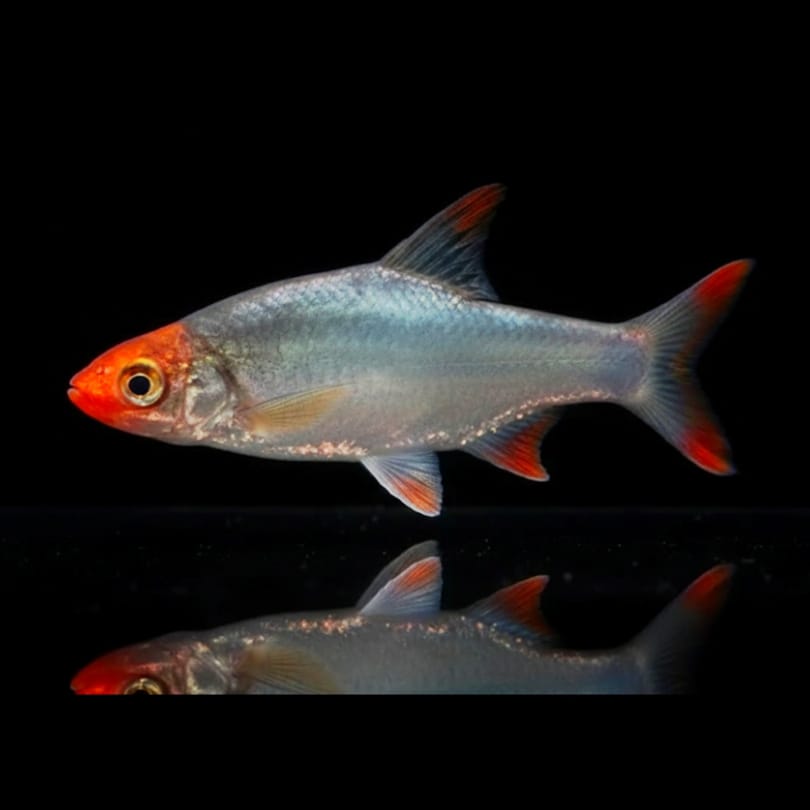 Nacktlaube (Sawbwa resplendens)