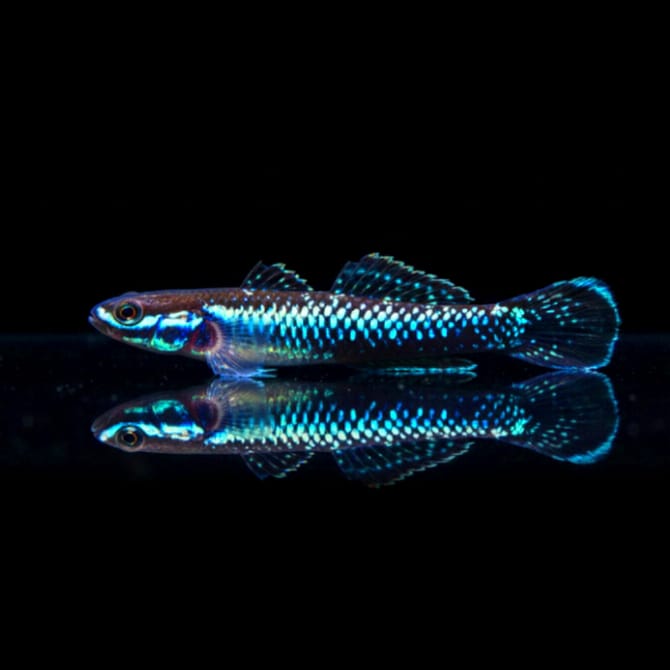 Neonblaustreifen-Algengrundel (Stiphodon atropurpureus)