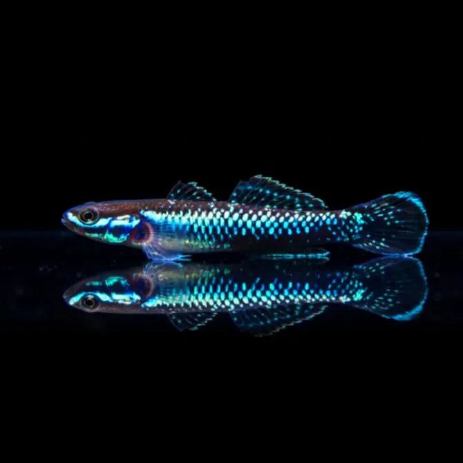 Neonblaustreifen-Algengrundel (Stiphodon atropurpureus) AquaTimo