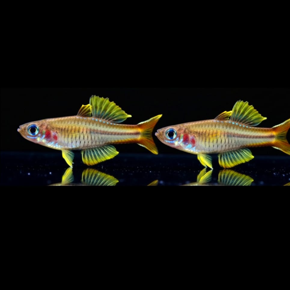 Ivantsoffs Blauauge – Pseudomugil ivantsoffi 💙✨